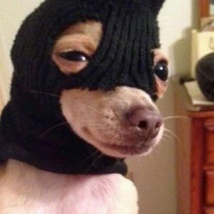 Meet your Posher, Carlos